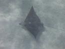 Eagle Ray: Love these rays; especially their faces.  Seen at entrance of Hot Tub anchorage